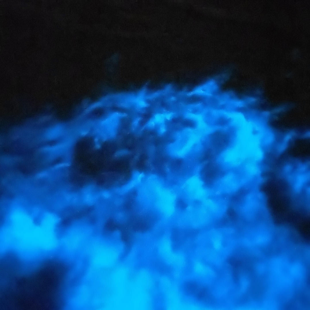 Bioluminescent Algae Bioluminescent Algae
