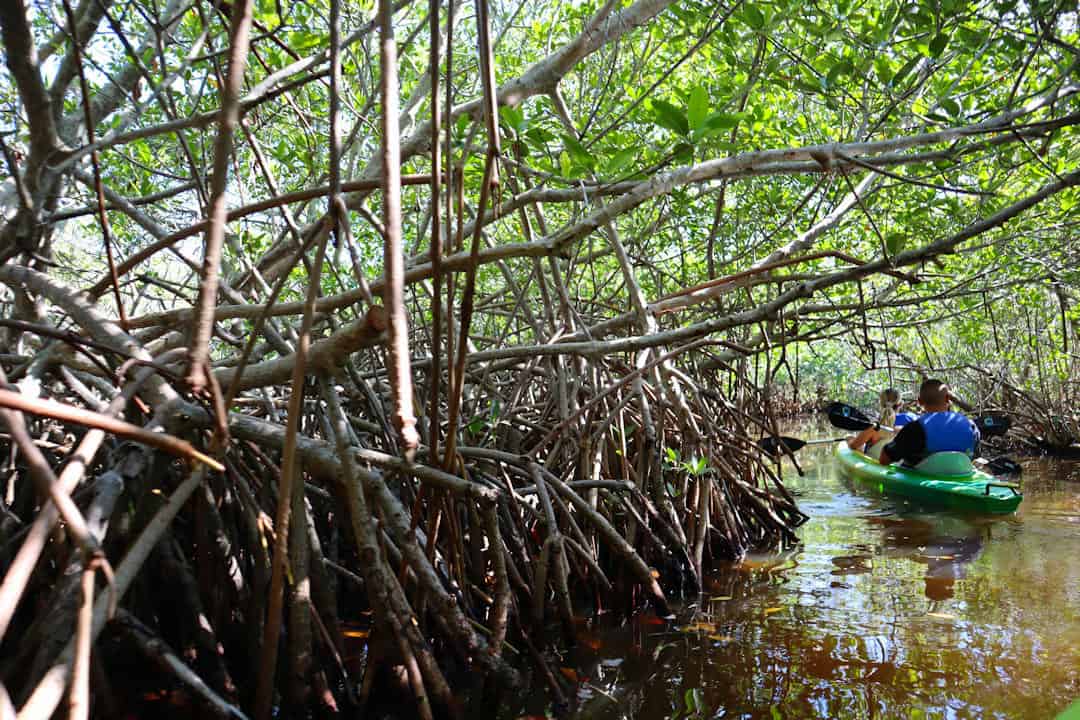 Kayakers Passing Trough The Mangrove Tunnels