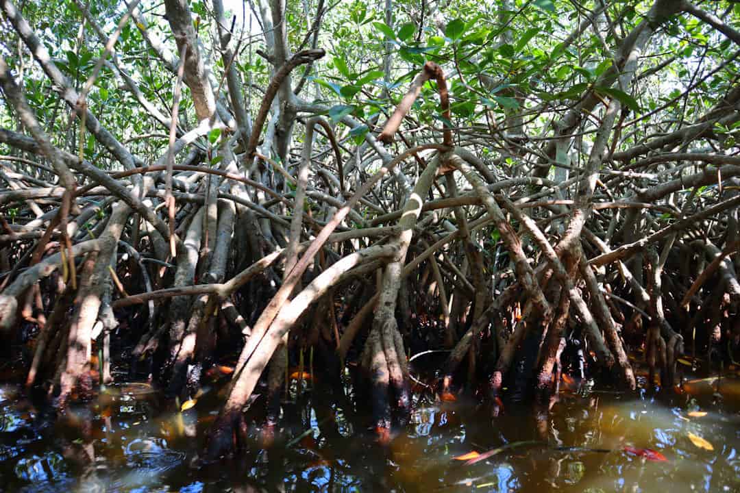 There Are So Many Mangrove Tree Roots