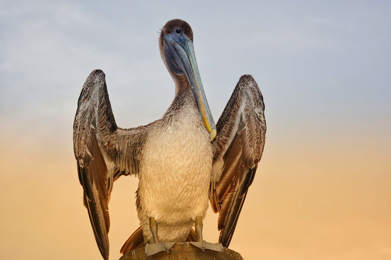 Brown Pelican at Sunrise