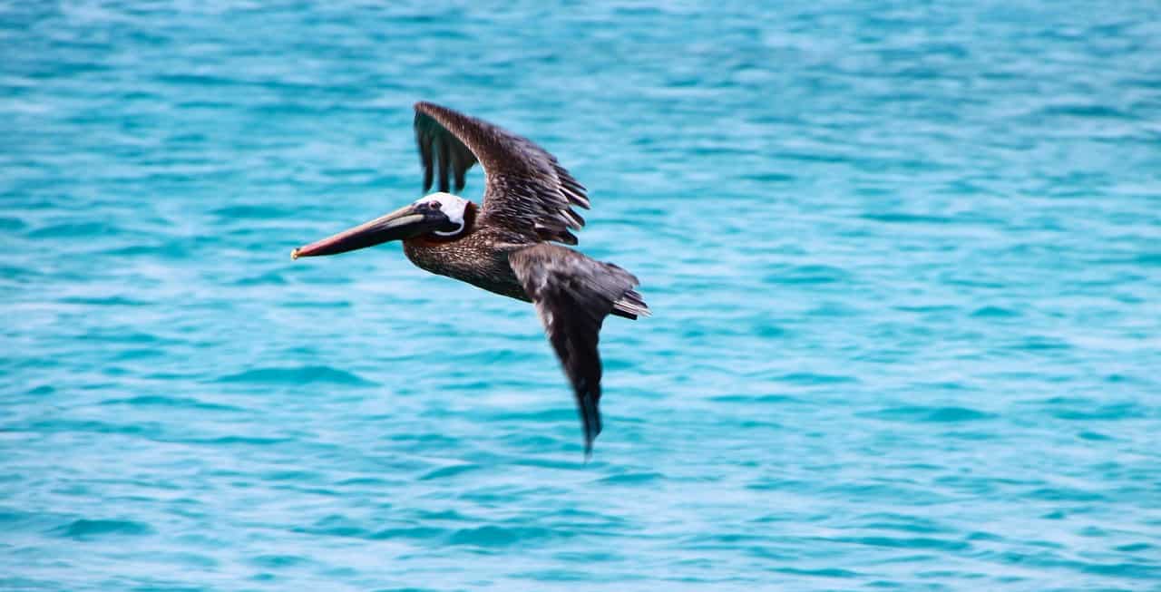 Brown Pelican in Flight Over Ocean