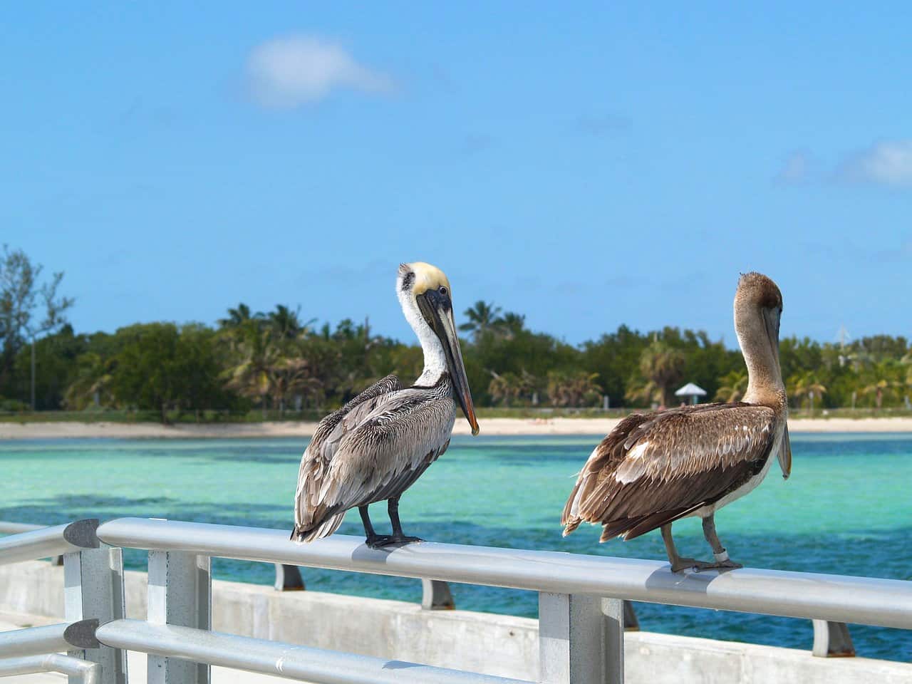 Brown Pelicans on Guard Rail