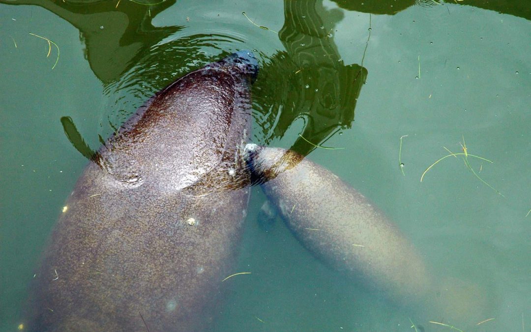 Harmful Algae Blooms are Causing Manatees to Starve