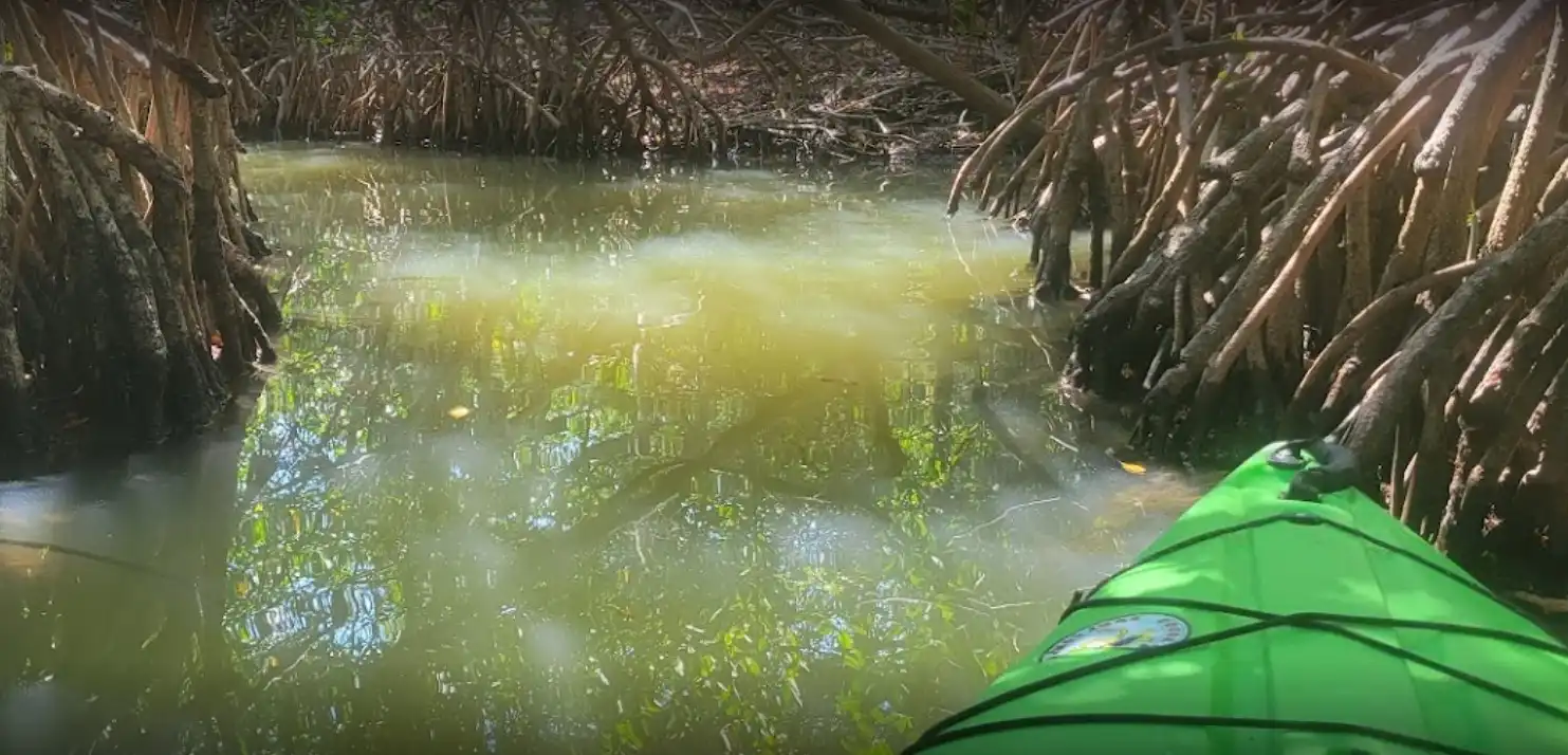 Debbie Firestone Kayak Tour Review