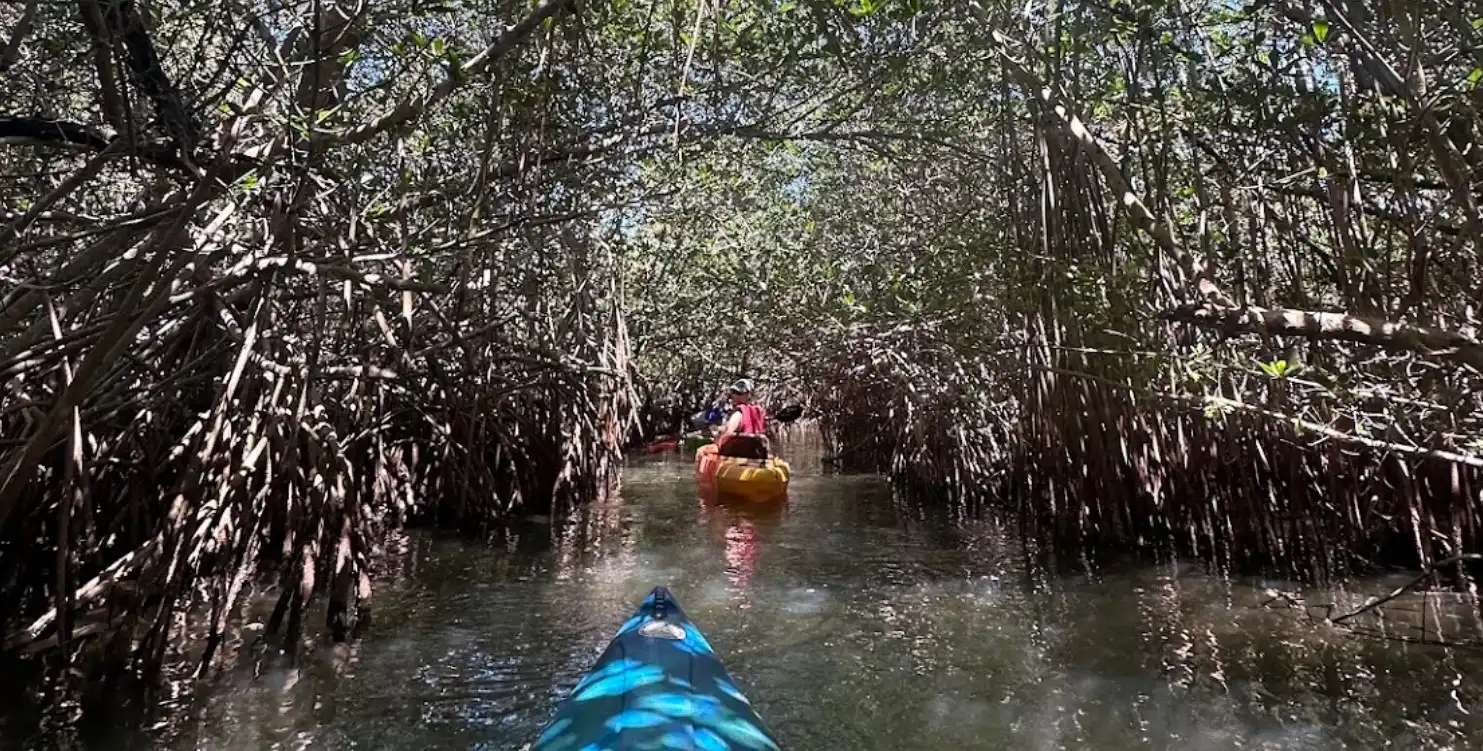 Emma Preston Mangrove Tunnel Kayak Tour Review