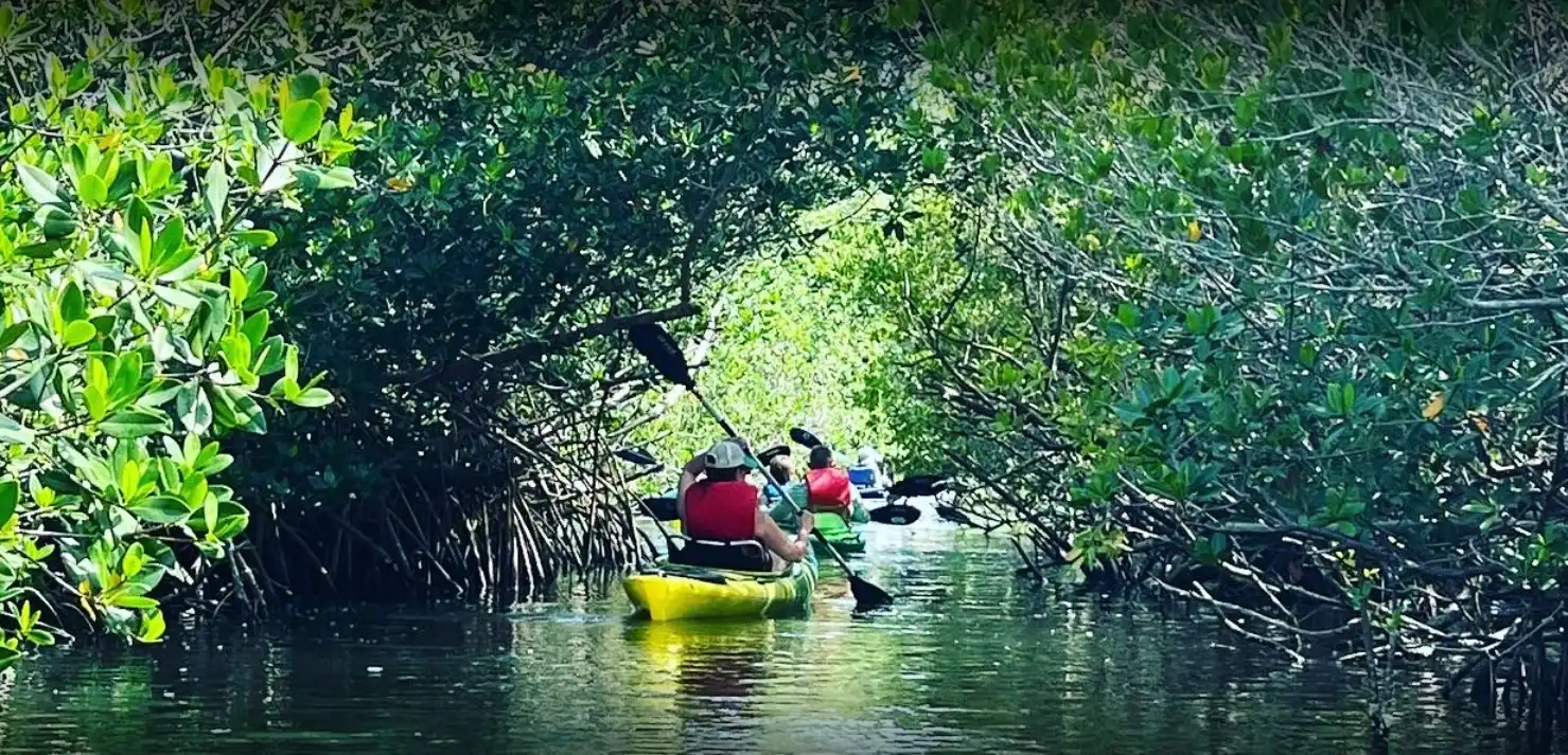 Sarah West Mangrove Tunnel Kayaking Tour
