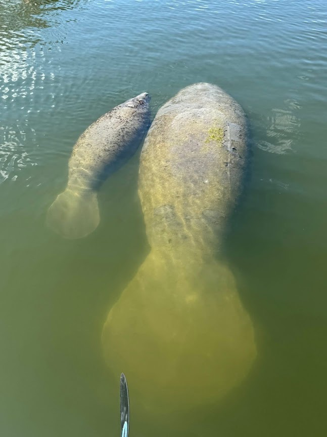 Two manatees swimming at Turkey Creek in Palm Bay, Florida